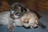 Ariel kittens 2013 0330 02.JPG