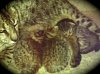 wild tafari golden F3 savannah kittens with F2 savannah Amazon.jpg wild tafari golden F3 savannah kittens with F2 savannah Amazon.jpg
