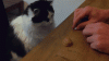 shell game with cat.gif