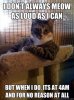 funny-cat-meme.jpeg