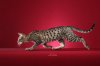 Print-B1294508 SV Zuri prowling.jpg Print-B1294508 SV Zuri prowling.jpg