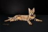 zarina_IMG_0051_web.JPG