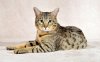 Mar17-10-lay.jpg