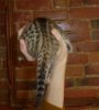 golden spotted tail.jpg