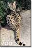 serval_back_inset.jpg
