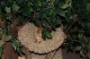 cinny-pet-tree_web.jpg
