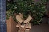 ixas-pet-tree_web.jpg
