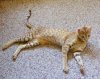 cinny-after-catwheel_web.jpg