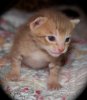 jjust-cinny-081012_web.jpg
