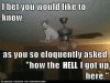 abc funny cat 2.jpg