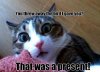 abc funny cat.jpg