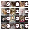 cat+emoticon.jpg