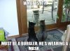 cat vs racoon.jpg