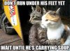 cat soup.jpg