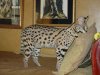 Dad African Serval05i05.jpg