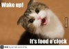 foodoclock.jpg