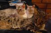 3 Cats on bed.JPG