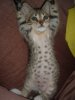 LOKI 009.jpg