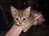 LOKI 004.jpg