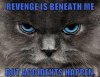 bad kitty.jpg