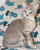 BoPeep0511.jpg