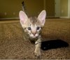 ImageUploadedByTapatalk1368583456.133555.jpg