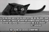 Lovecraftian Cat.jpg