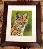 Serval 2 copyright Tamara.jpeg Serval 2 copyright Tamara.jpeg