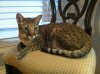 Jarvis on chair.JPG