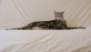 TheCatThatOwnsTheWorld.jpg