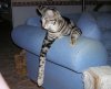 LongLeggedBoy.jpg