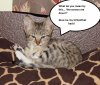 grumpycharlie.jpg