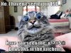 dragons-cat.jpg