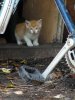 kitten2.JPG