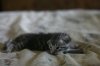 fuzzy1.jpg