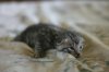 fuzzy3.jpg