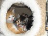 kittens.JPG