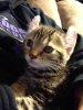 Tessa 8 wks.jpg