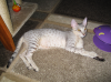 Sandy 4m,3week.png
