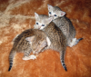 3 котика.png