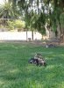 KittehGarden.jpg