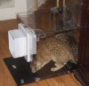 cats-in-the-box.jpg