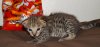 Rocco07182.jpg