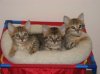 baby bart and siblings.jpg