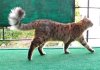 wolfie walking.jpg
