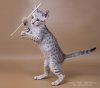 JAMI5631mini.jpg