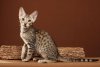 dempsey-kitten2.jpg
