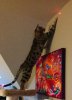 Mystique copyright 4.jpg