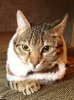 Mystique copyright 6.jpg