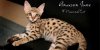 f2-savannah-cats.jpg